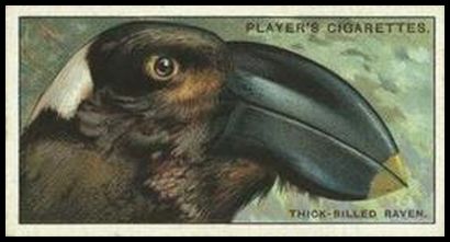 37 The Thick billed Raven